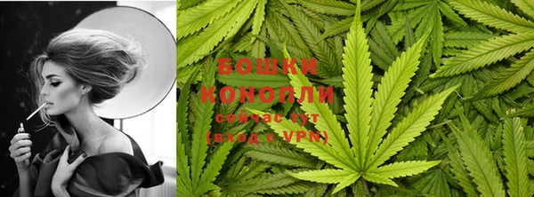 прущие грибы Новозыбков